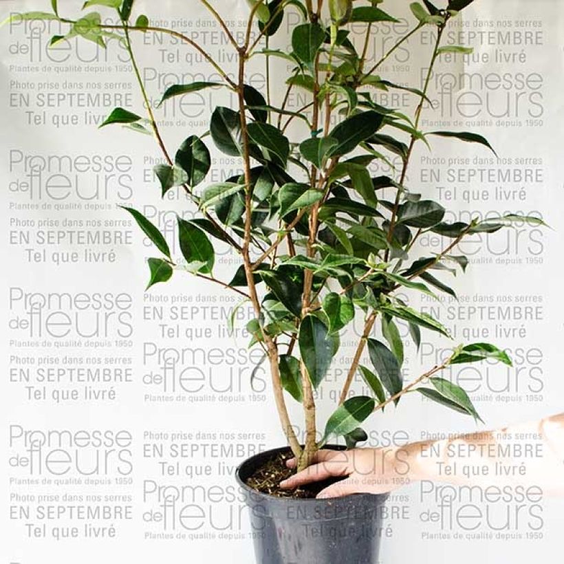 Ejemplo de ejemplar de Camélia classique - Camellia Royal Velvet Pot de 4L/5L tal y como se entrega