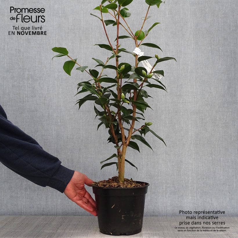 Ejemplar de Camellia Royal Velvet Maceta 4L/5L entregado en otoño
