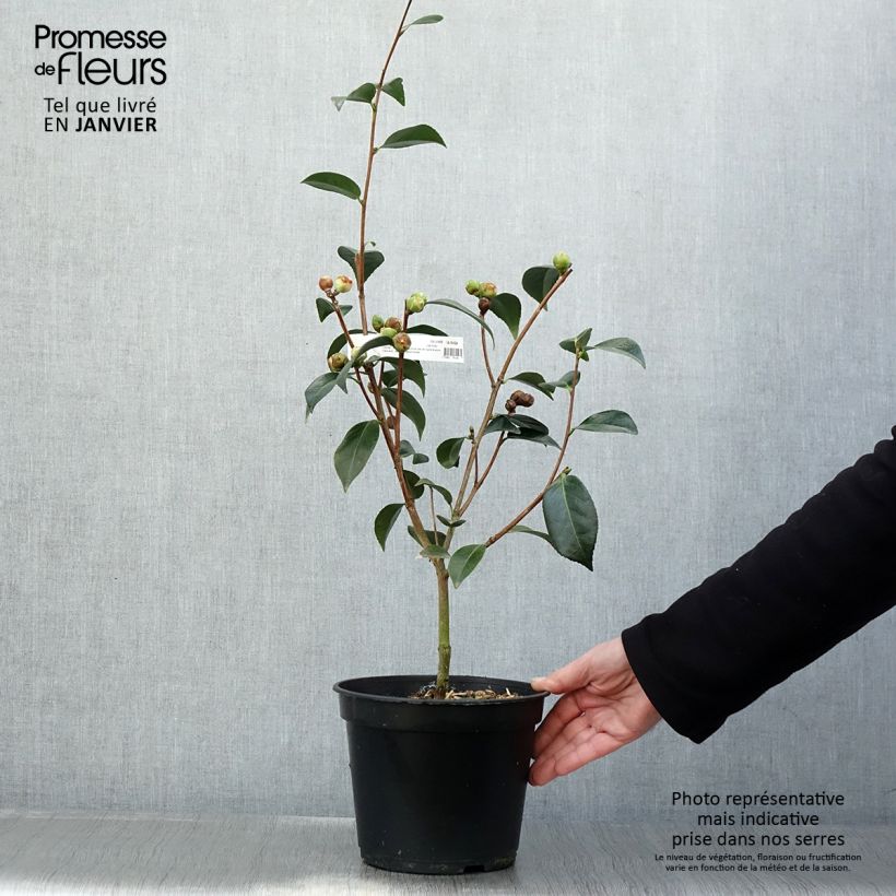 Camellia williamsonii Spring Daze Maceta 4L/5L Ejemplar entregado en invierno