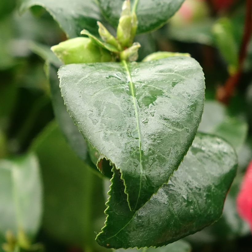Camellia japonica Comte de Gomer (Follaje)