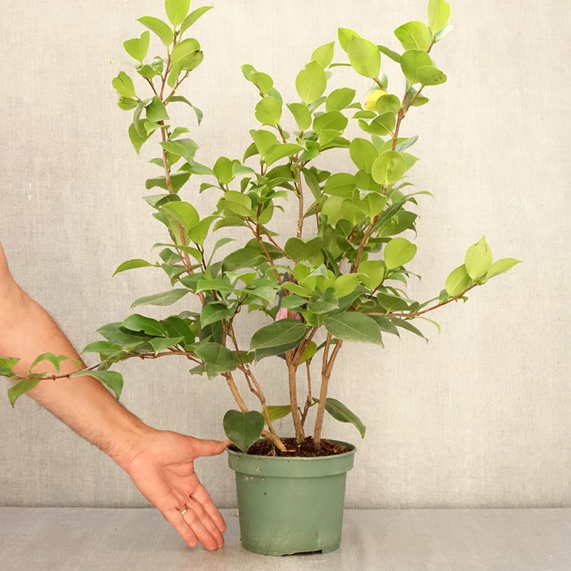 Ejemplar de Camellia japonica Comte de Gomer Maceta 2L/3L entregado en verano