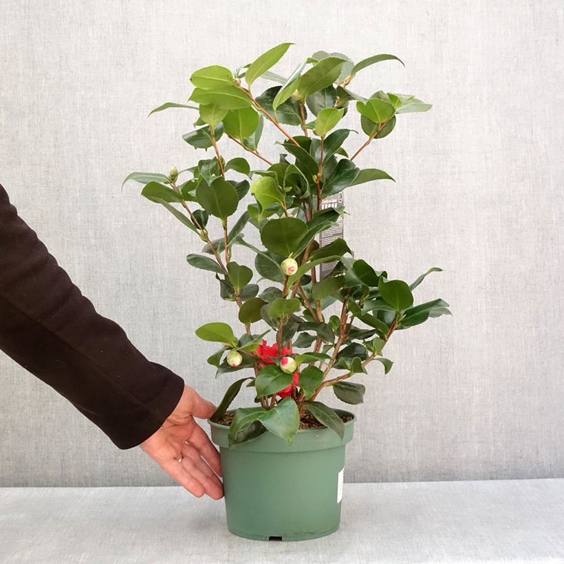 Camellia japonica Comte de Gomer Maceta 2L/3L Ejemplar entregado en invierno