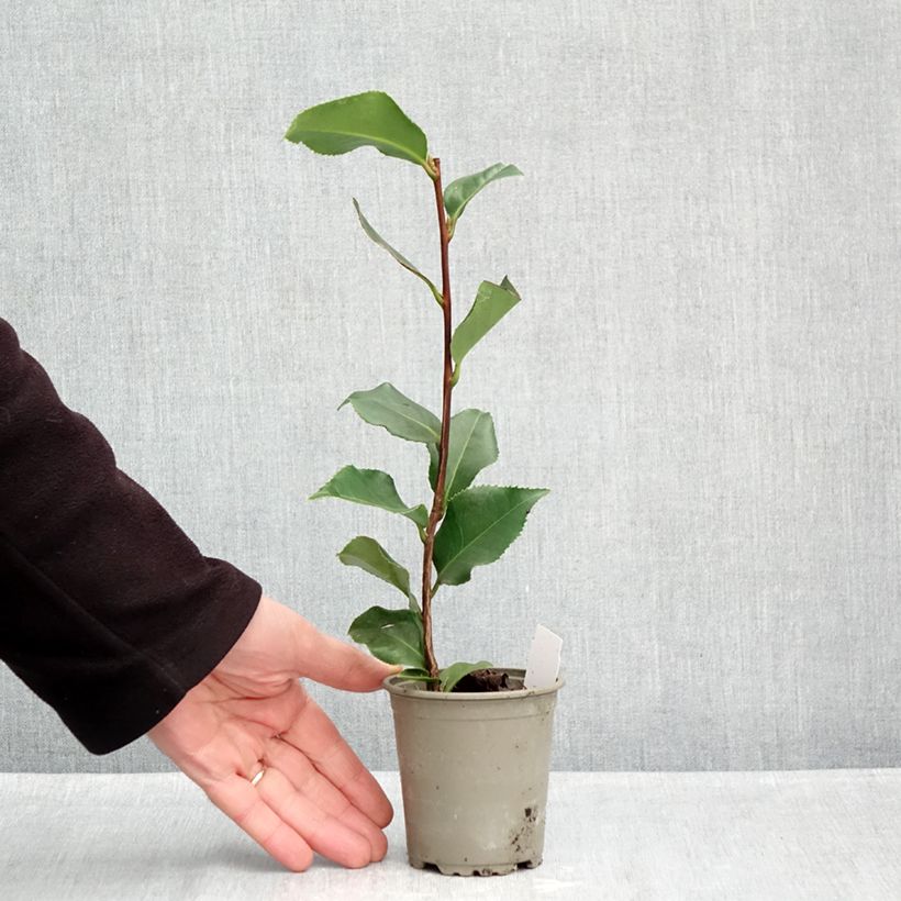 Ejemplar de Camellia japonica Coquetti Maceta de 8/9 cm entregado en otoño