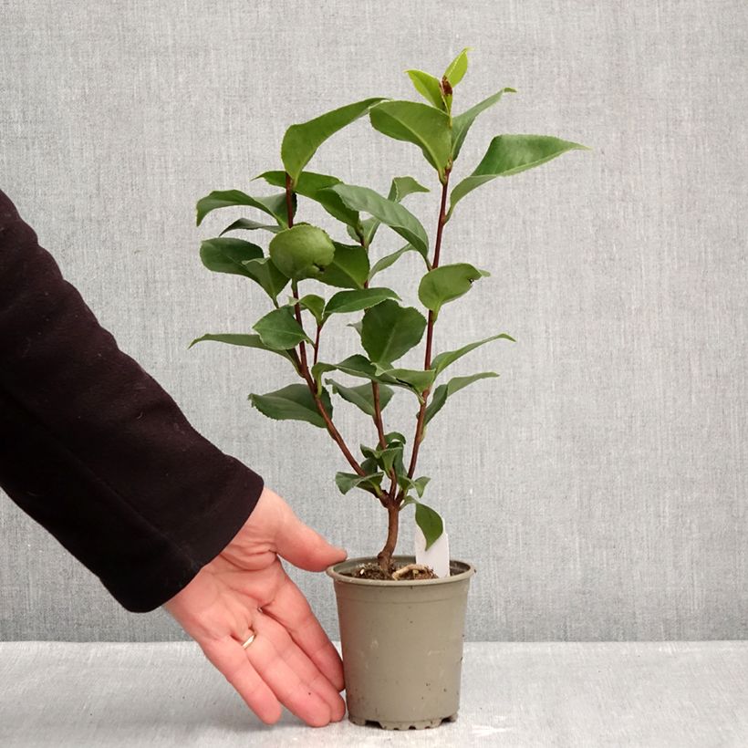 Camellia japonica Coquetti Maceta de 8/9 cm Ejemplar entregado en invierno