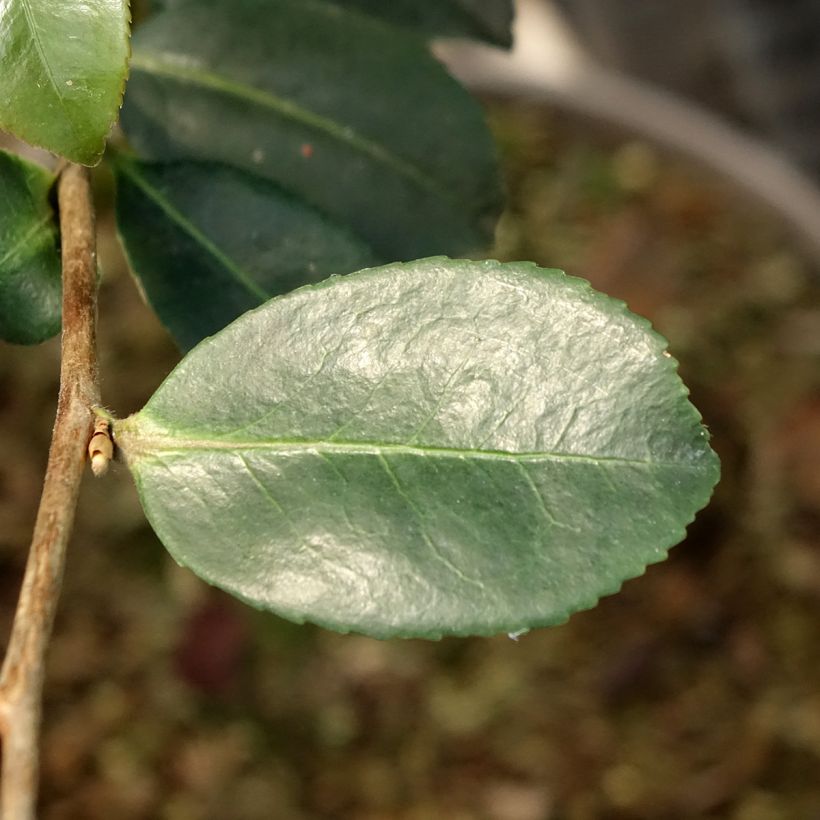 Camellia sasanqua Ashtar - Camelia de otoño (Follaje)