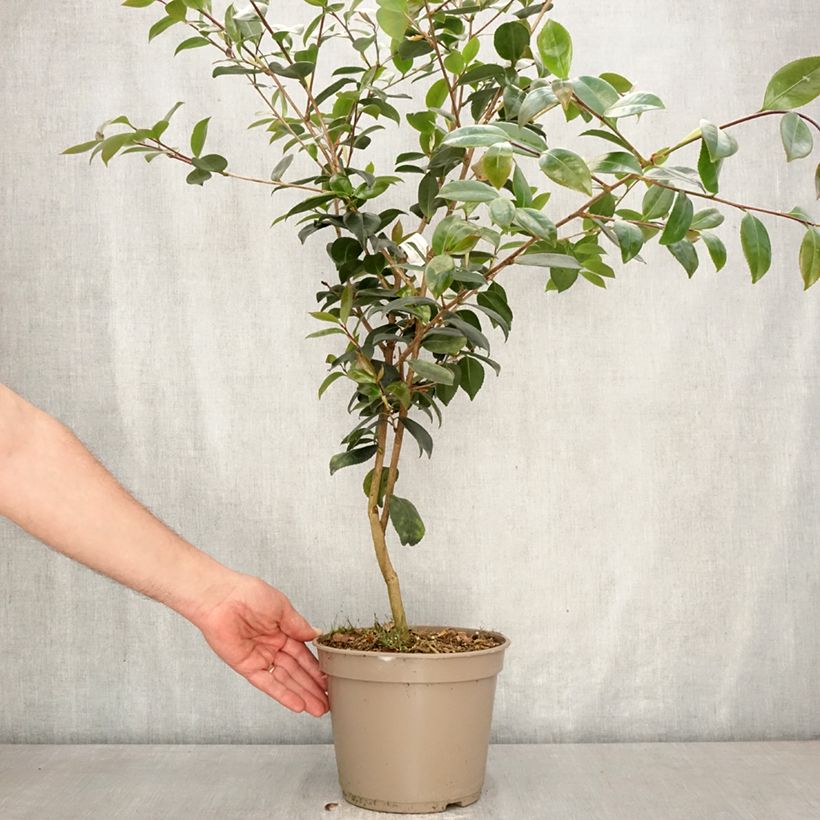 Camellia sasanqua Ashtar - Camelia de otoño Maceta 4L/5L Ejemplar entregado en la primavera