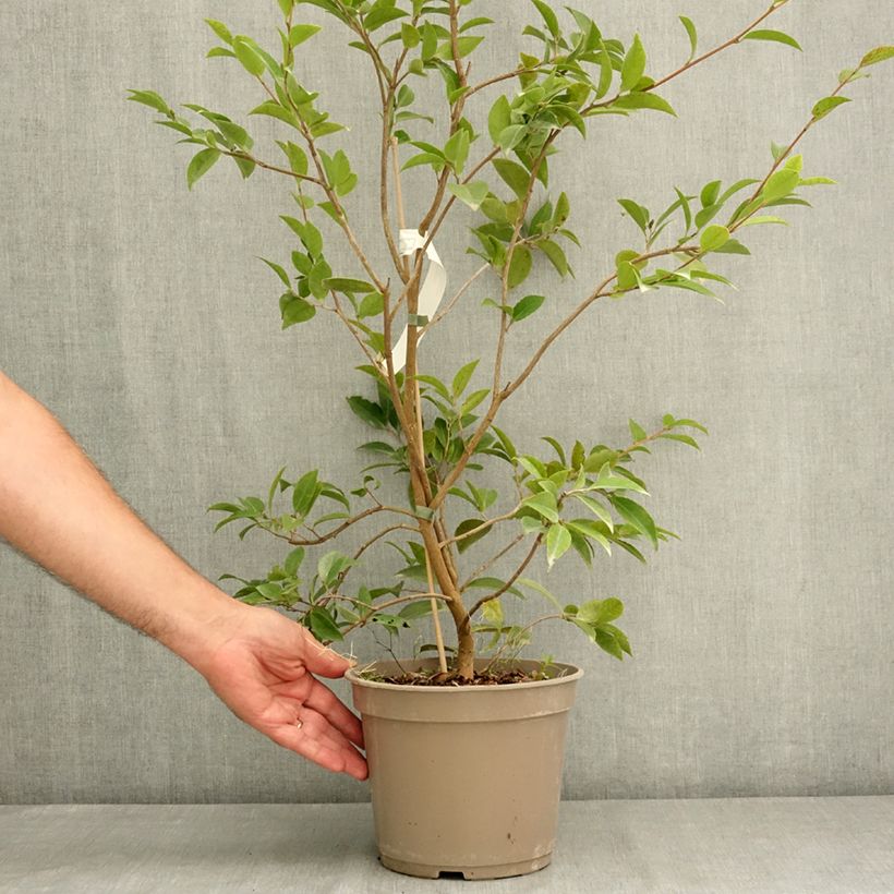 Ejemplar de Camellia Autumn Jewel  - Camelia de otoño Maceta 4L/5L entregado en verano