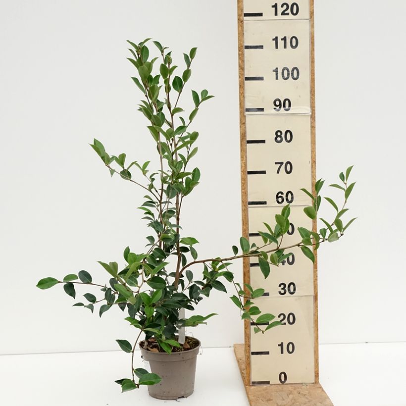 Ejemplar de Camellia sasanqua Narumi Gaita - Camelia de otoño Maceta 4L/5L entregado en verano