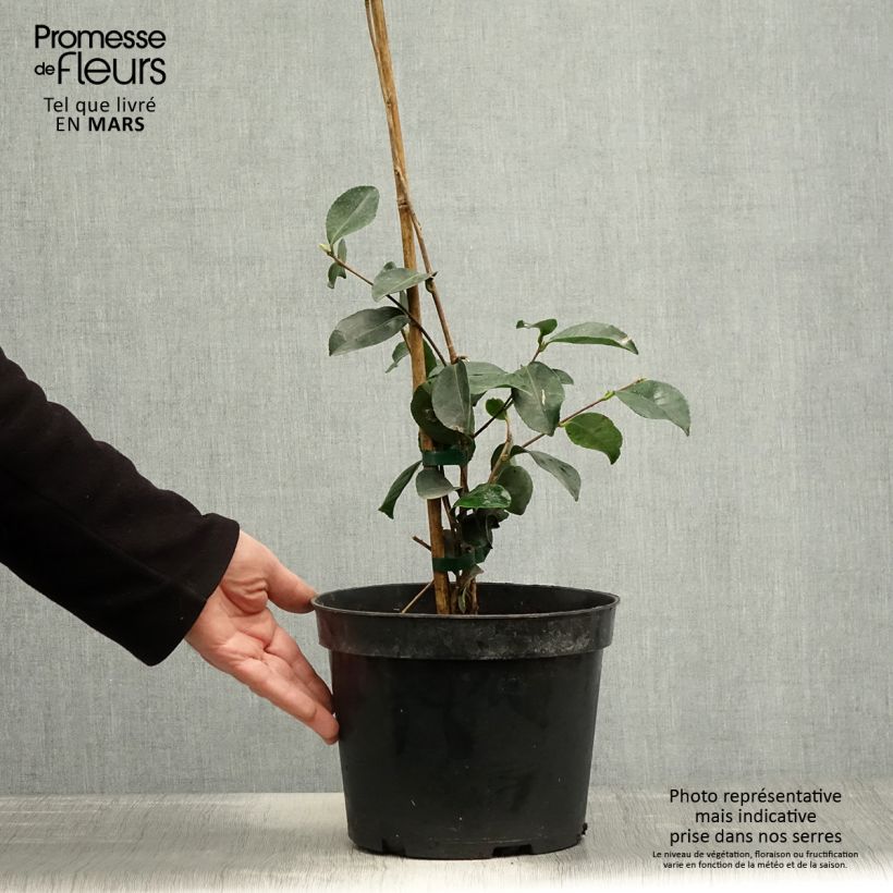 Camellia sasanqua Narumi Gaita - Camelia de otoño Maceta 4L/5L Ejemplar entregado en la primavera