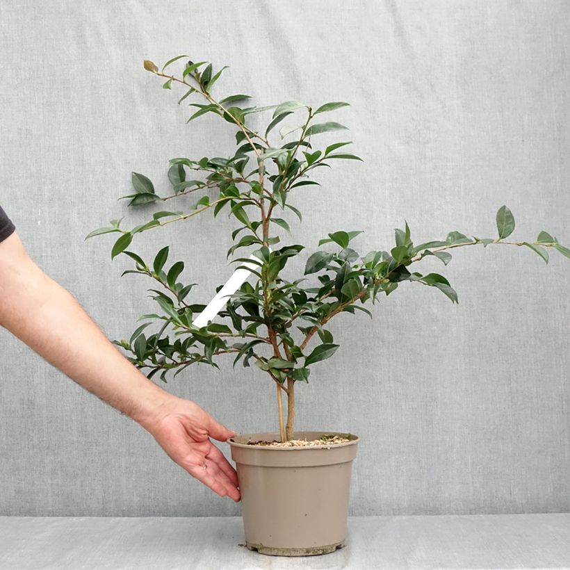 Ejemplar de Camellia sasanqua Early Pearly - Camelia de otoño Maceta 4L/5L entregado en verano
