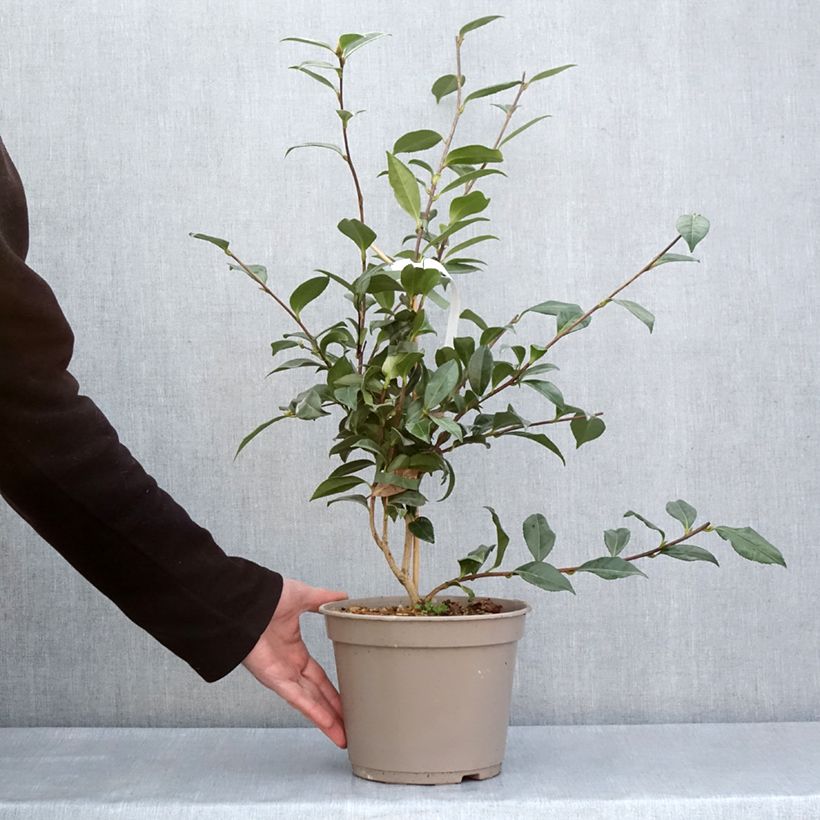 Camellia sasanqua Early Pearly - Camelia de otoño Maceta 4L/5L Ejemplar entregado en la primavera