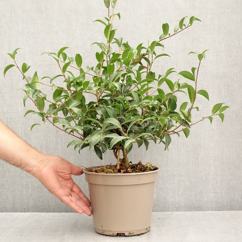 Ejemplar de Camellia sasanqua Frosted Star - Camelia de otoño Maceta 4L/5L entregado en verano