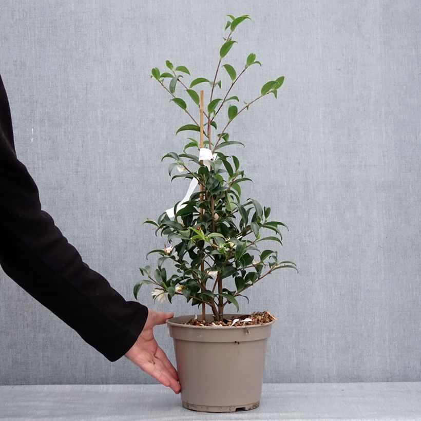 Camellia sasanqua Frosted Star - Camelia de otoño Maceta 4L/5L Ejemplar entregado en invierno