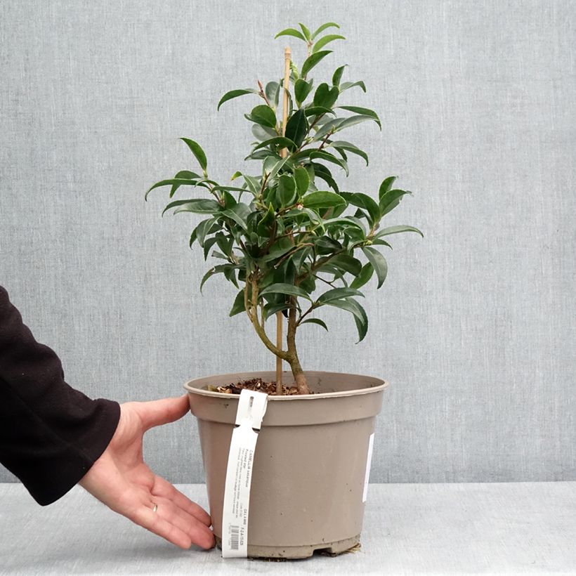 Camellia sasanqua Frosted Star - Camelia de otoño Maceta 4L/5L Ejemplar entregado en la primavera