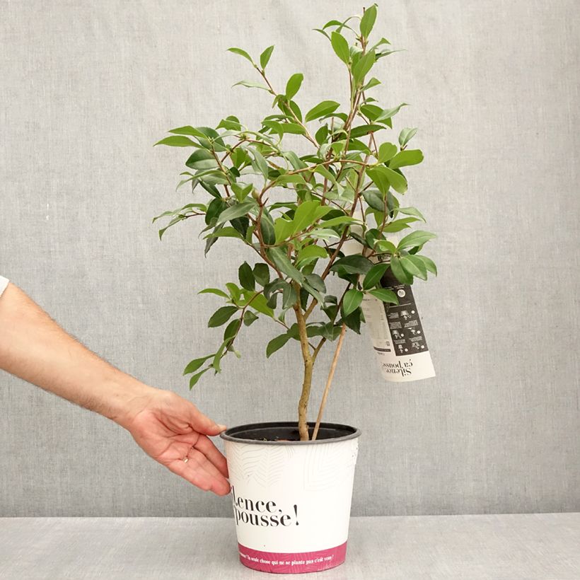 Ejemplar de Camellia sasanqua Hinode-Gumo - Camelia de otoño Maceta 4L/5L entregado en verano