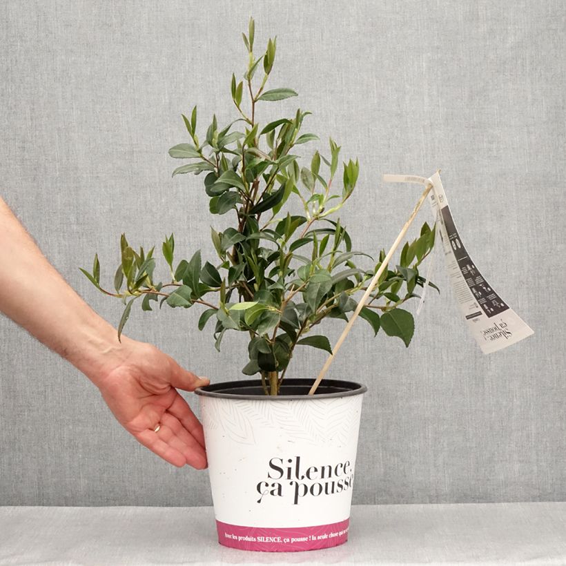 Camellia sasanqua Hinode-Gumo - Camelia de otoño Maceta 4L/5L Ejemplar entregado en la primavera