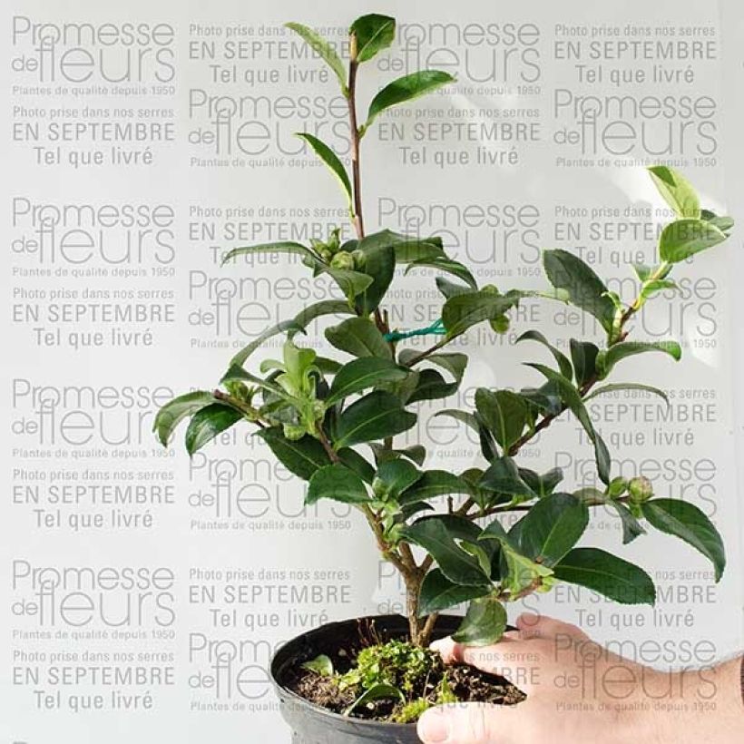 Ejemplo de ejemplar de Camellia hiemalis Interlude Maceta 4L/5L tal y como se entrega
