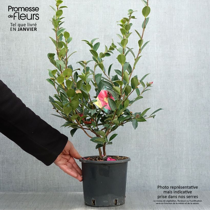 Camellia sasanqua Kanjiro - Camelia de otoño Maceta 3L/4L Ejemplar entregado en invierno