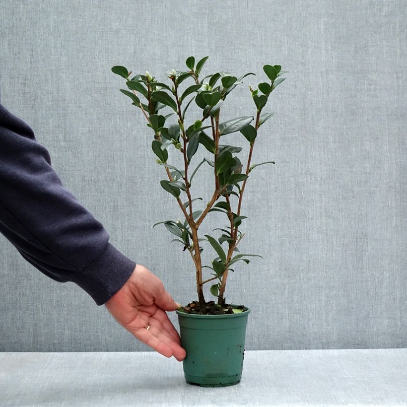 Camellia Yuletide Maceta de 12 cm / 13 cm Ejemplar entregado en la primavera