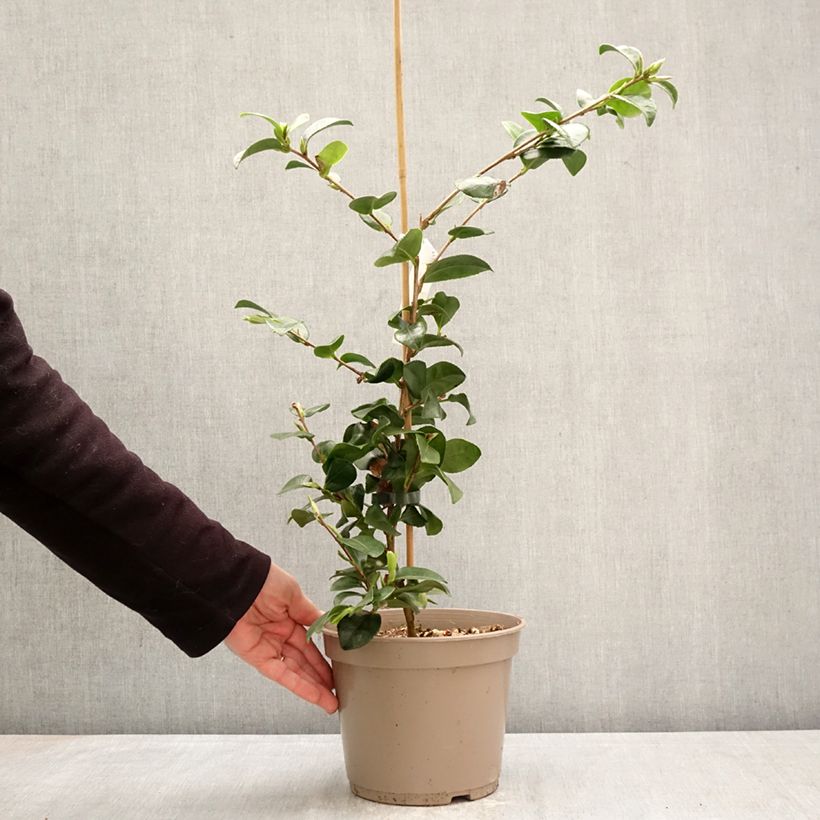 Camellia hiemalis Bonanza Maceta 3L/4L Ejemplar entregado en la primavera