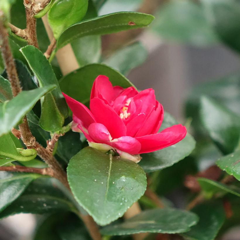 Camellia hiemalis Bonanza (Floración)