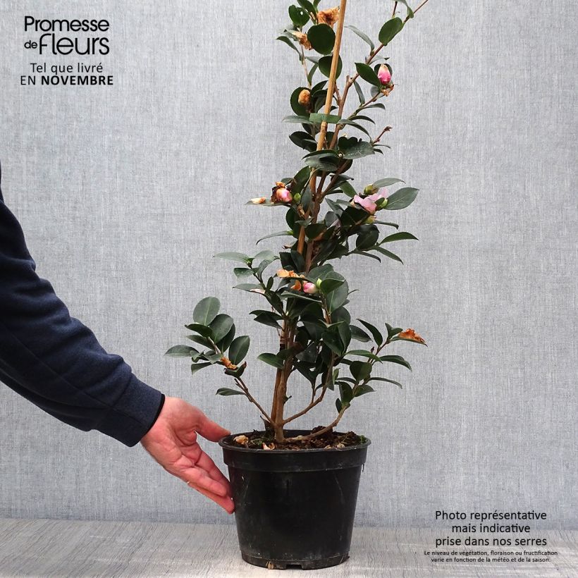 Ejemplar de Camellia hiemalis Pink Goddess Maceta 4L/5L entregado en otoño