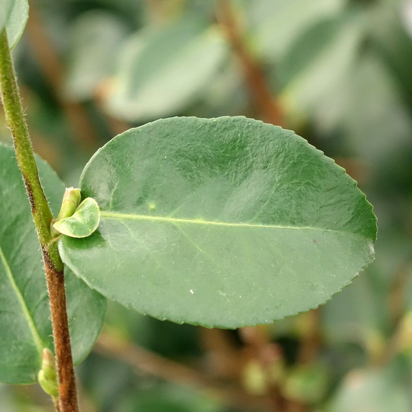Camellia sasanqua Hiryu - Camelia de otoño (Follaje)