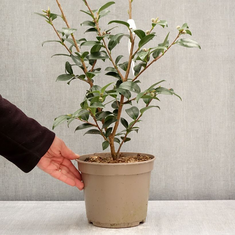 Camellia sasanqua Hiryu - Camelia de otoño Maceta 4L/5L Ejemplar entregado en la primavera