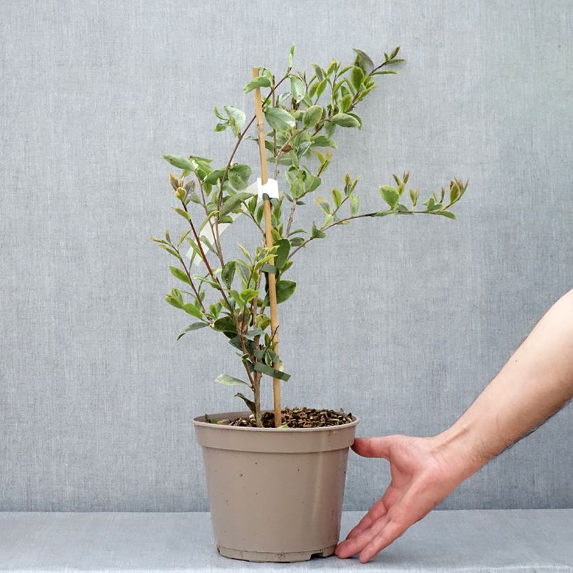 Camellia sasanqua Variegata - Camelia de otoño Maceta 4L/5L Ejemplar entregado en la primavera