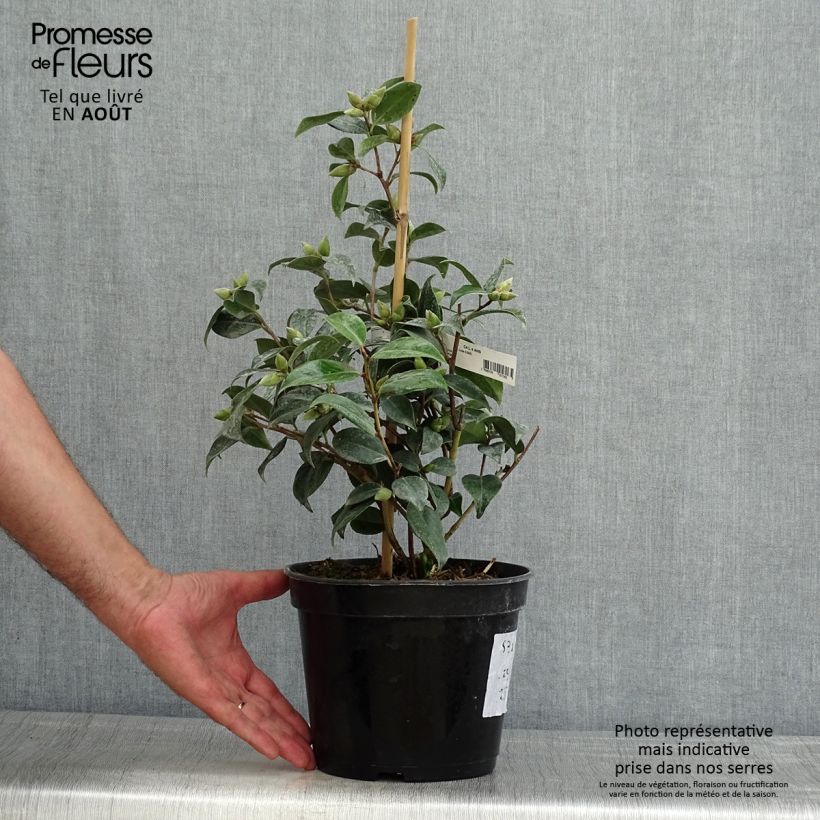 Ejemplar de Camellia williamsii Donation Maceta 2L/3L entregado en verano