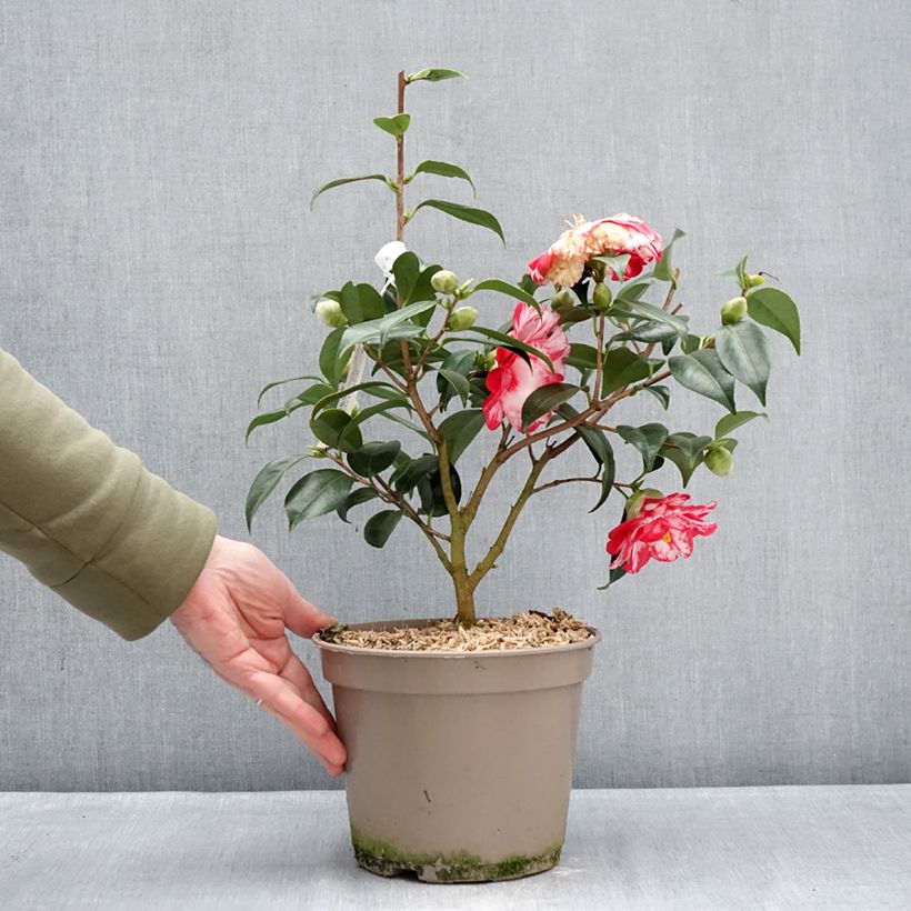 Camellia japonica Donckelarii Maceta 4L/5L Ejemplar entregado en invierno