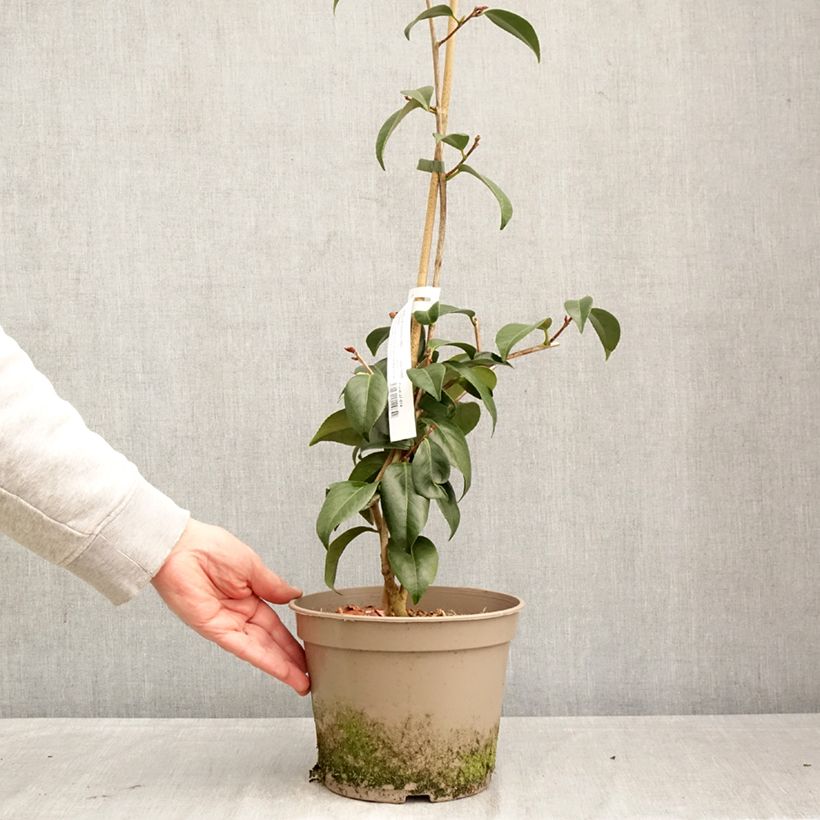 Camellia japonica Donckelarii Maceta 4L/5L Ejemplar entregado en la primavera