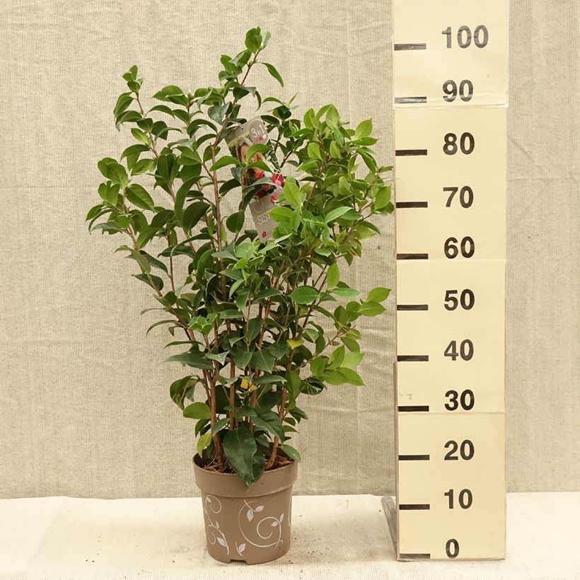 Ejemplar de Camellia japonica Three Sisters Mix Maceta 6L/7L entregado en otoño