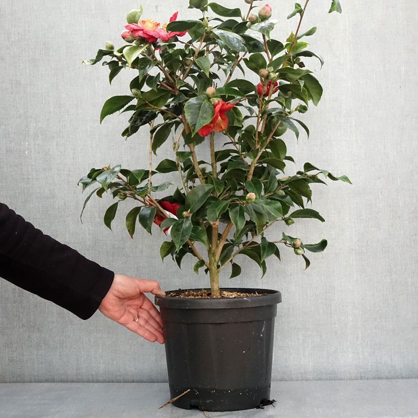 Camellia Japonica Painter's Palette Maceta 4L/5L Ejemplar entregado en invierno