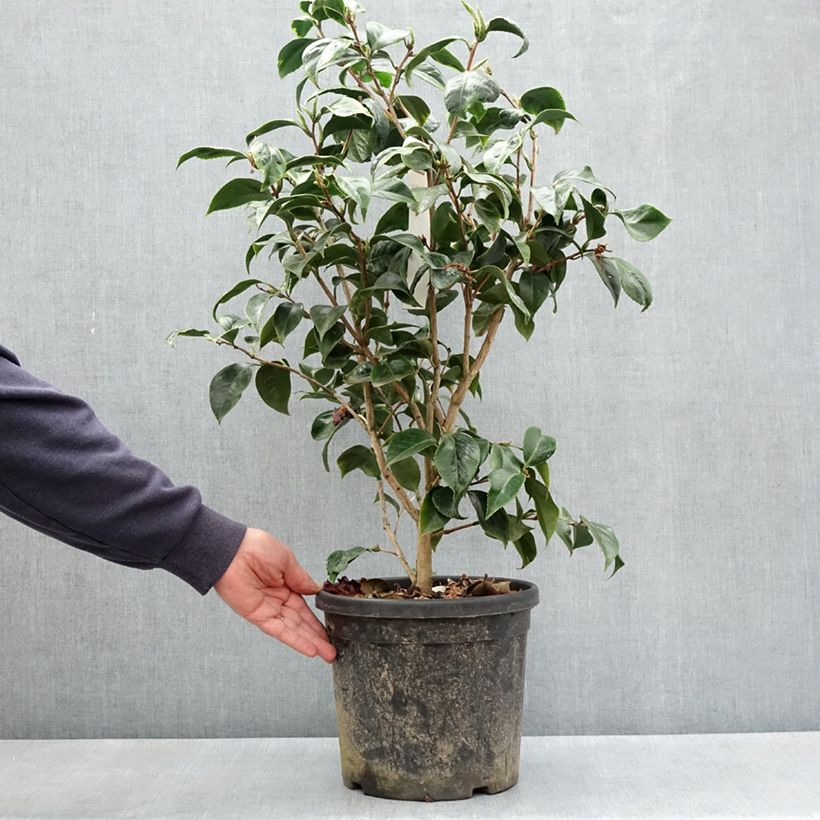 Camellia Japonica Painter's Palette Maceta 4L/5L Ejemplar entregado en la primavera