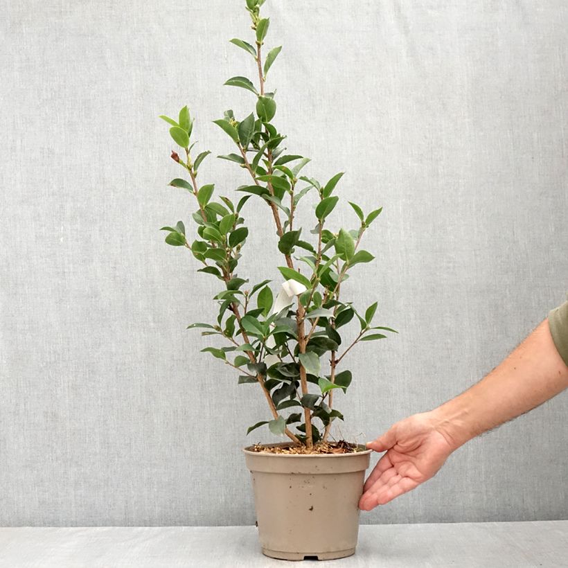 Ejemplar de Camellia reticulata Fiesta Grande Maceta 3L/4L entregado en verano