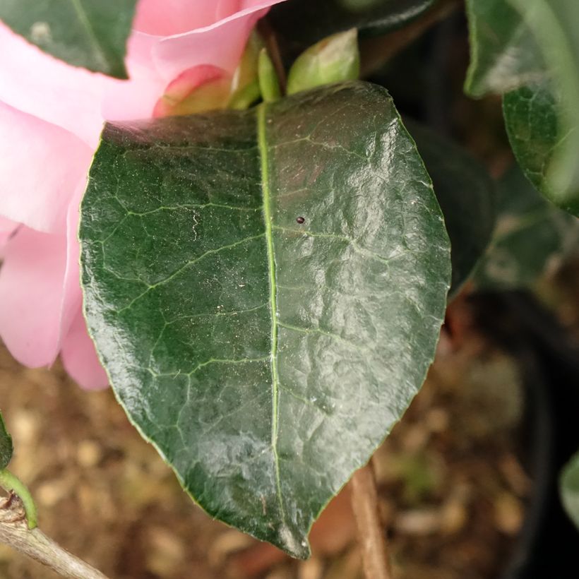 Camellia Nicky Crisp (Follaje)