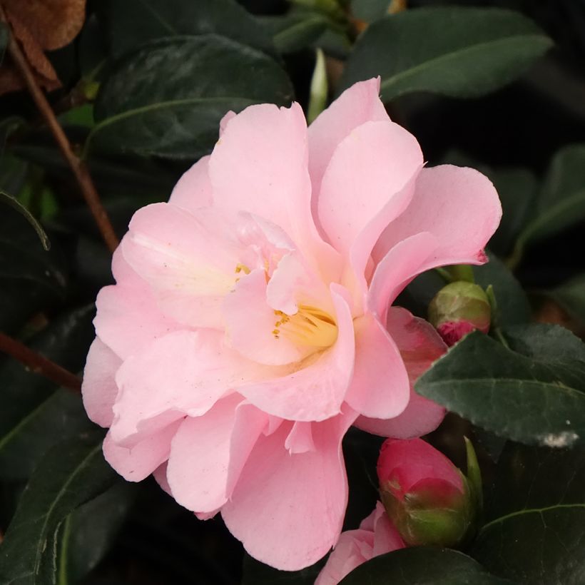 Camellia Nicky Crisp (Floración)