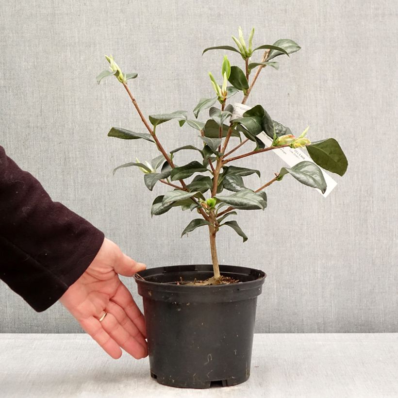 Camellia Nicky Crisp Maceta 2L/3L Ejemplar entregado en la primavera