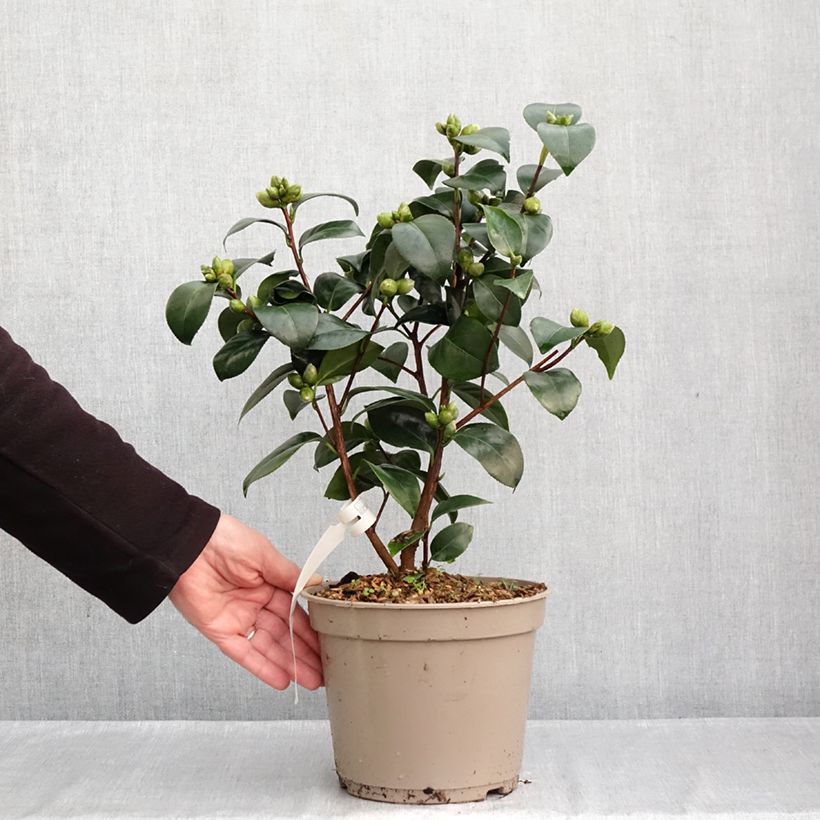 Ejemplar de Camellia japonica Il Gioiello Maceta 4L/5L entregado en otoño