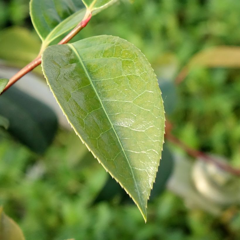 Camellia reticulata Inspiration  (Follaje)