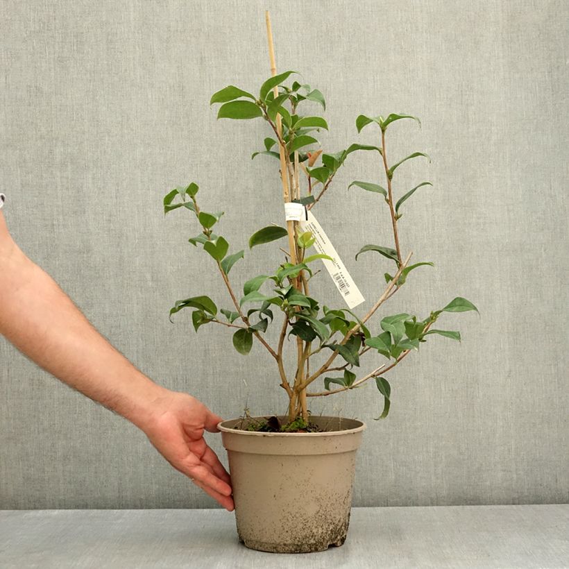 Ejemplar de Camellia reticulata Inspiration  Maceta 4L/5L entregado en verano