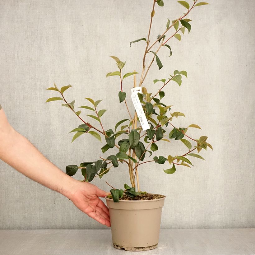 Camellia reticulata Inspiration  Maceta 4L/5L Ejemplar entregado en la primavera