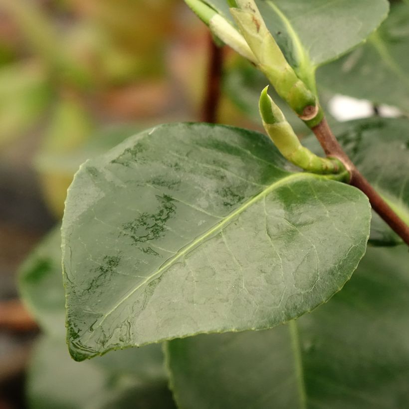 Camellia japonica Janet Waterhouse (Follaje)