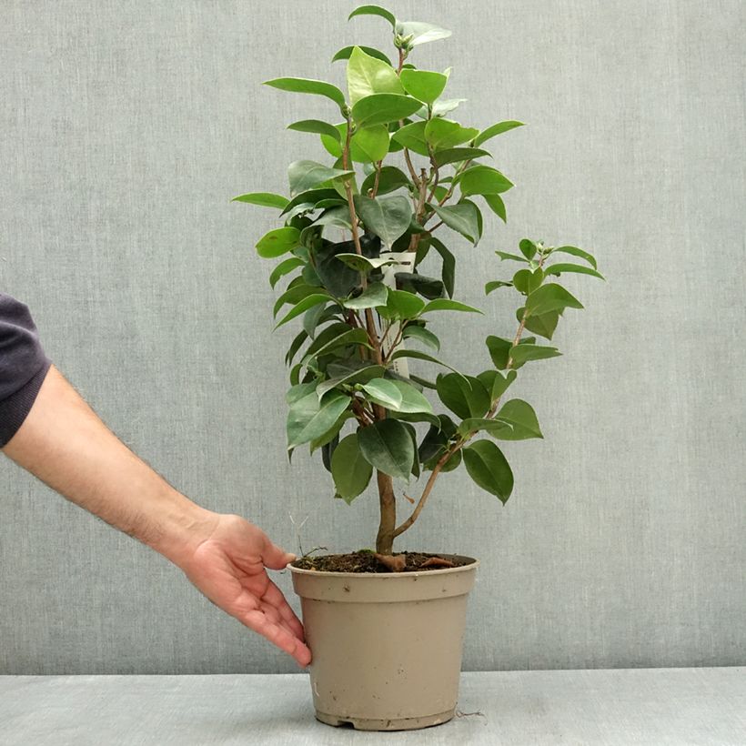 Ejemplar de Camellia japonica Janet Waterhouse Maceta 2L/3L entregado en verano