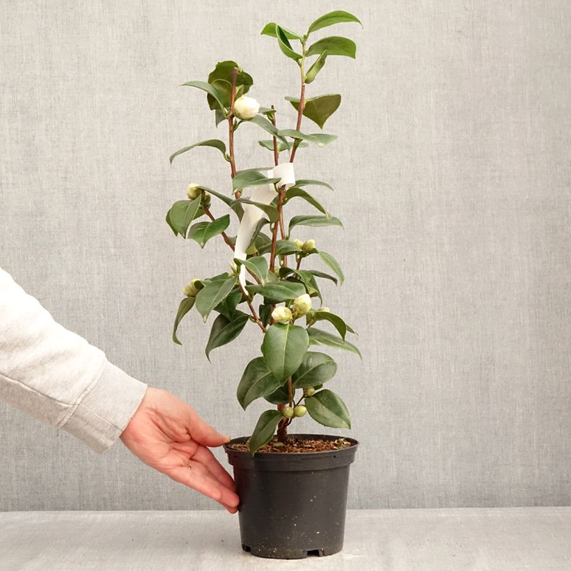 Camellia japonica Janet Waterhouse Maceta 2L/3L Ejemplar entregado en invierno