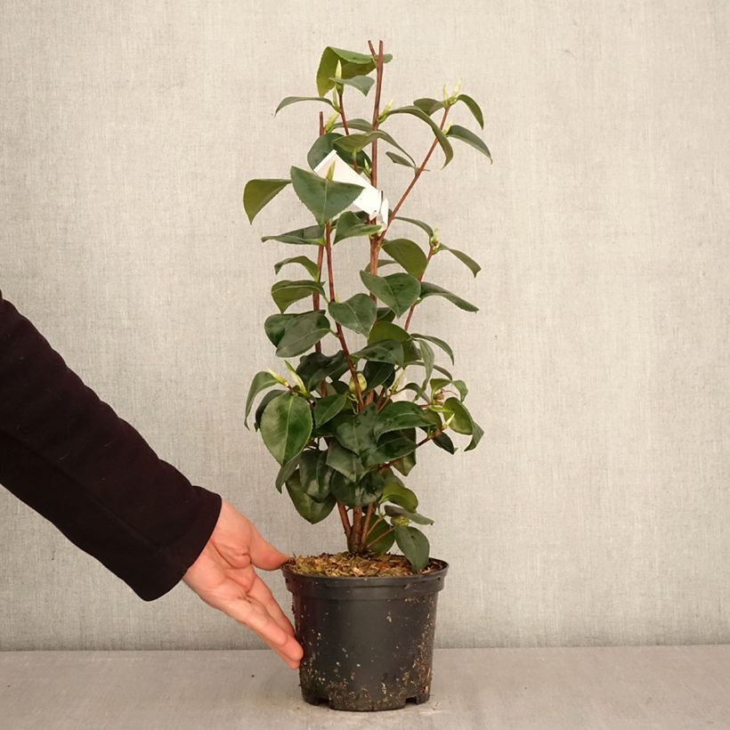 Camellia japonica Janet Waterhouse Maceta 2L/3L Ejemplar entregado en la primavera