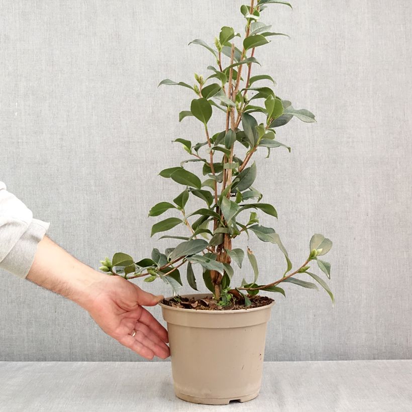 Ejemplar de Camellia williamsii Lucky Star Maceta 4L/5L entregado en otoño