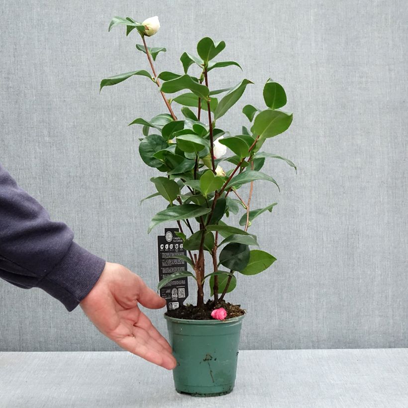 Camellia japonica Margaret Davis Maceta de 12 cm / 13 cm Ejemplar entregado en la primavera