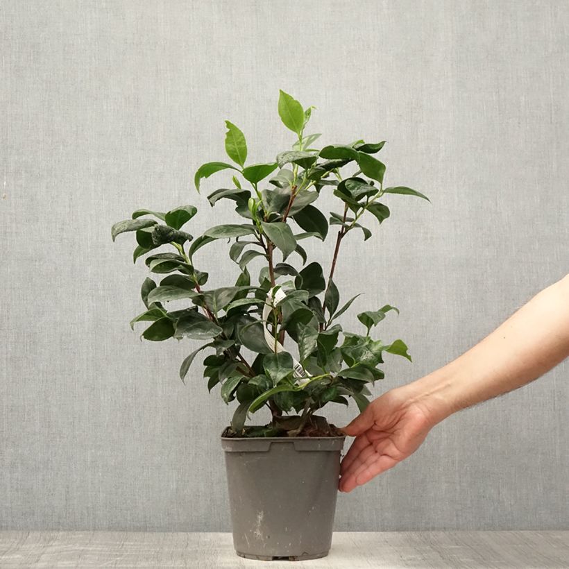 Ejemplar de Camellia japonica Margaret Davis Maceta 3L/4L entregado en verano
